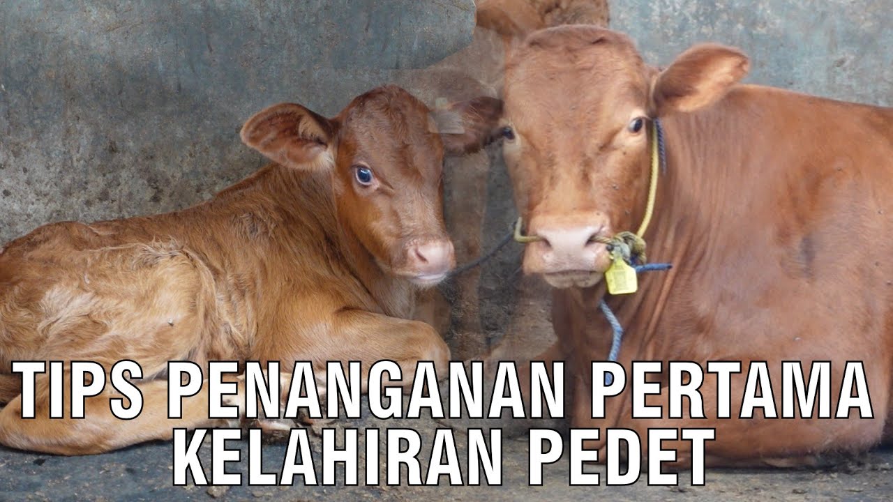 
                                Tips-Penanganan-Pertama-Kelahiran-Pedet.jpg